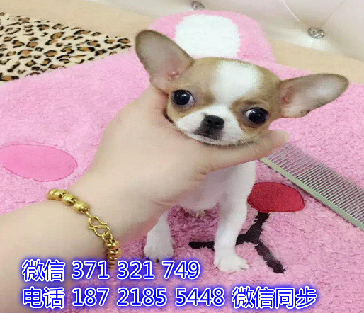 犬舍直销，哪里有宠物吉娃娃犬，精品小型中型大型
