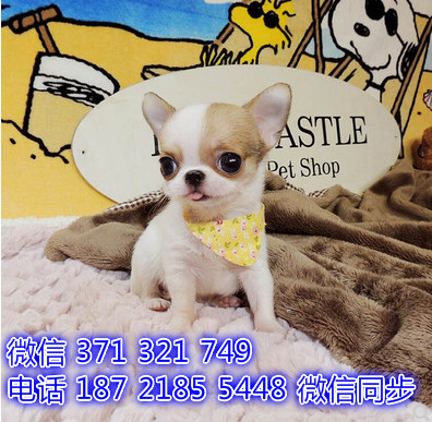 吉娃娃宠物买卖 宠物市场 宠物狗狗图片宠物网敲