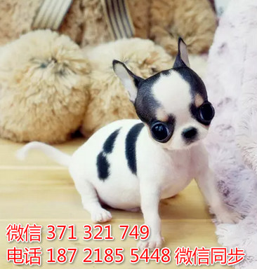 吉娃娃出售 宠物狗狗  宠物市场 狗狗图片 买卖狗狗守