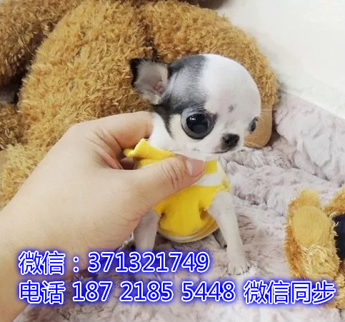 宠物市场 哪里有宠物吉娃娃犬，精品小型中型大