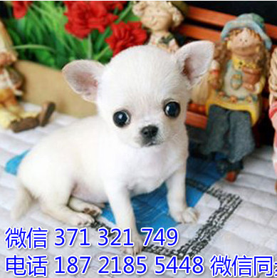 犬舍吉娃娃纯种幼犬出售 茶杯犬吉娃娃舍狗场宠物狗拔