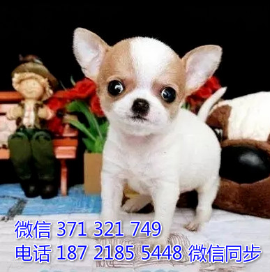 吉娃娃宠物买卖 宠物市场 宠物狗狗图片宠物网