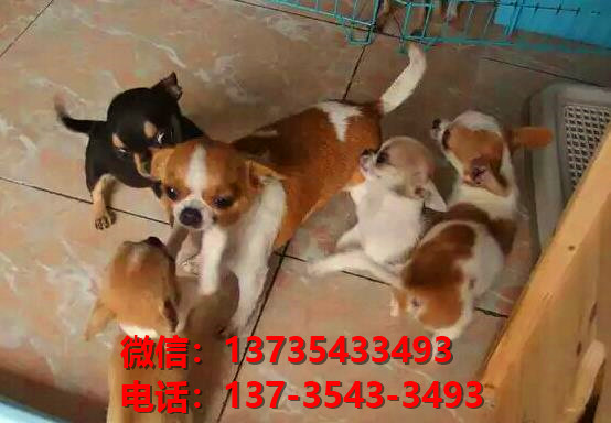 西安犬舍出售纯种吉娃娃犬活体宠物狗狗领养卖