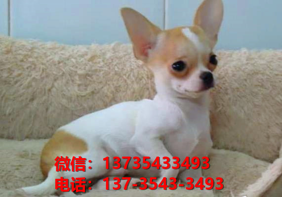 重庆犬舍出售纯种吉娃娃犬活体宠物狗狗领养卖