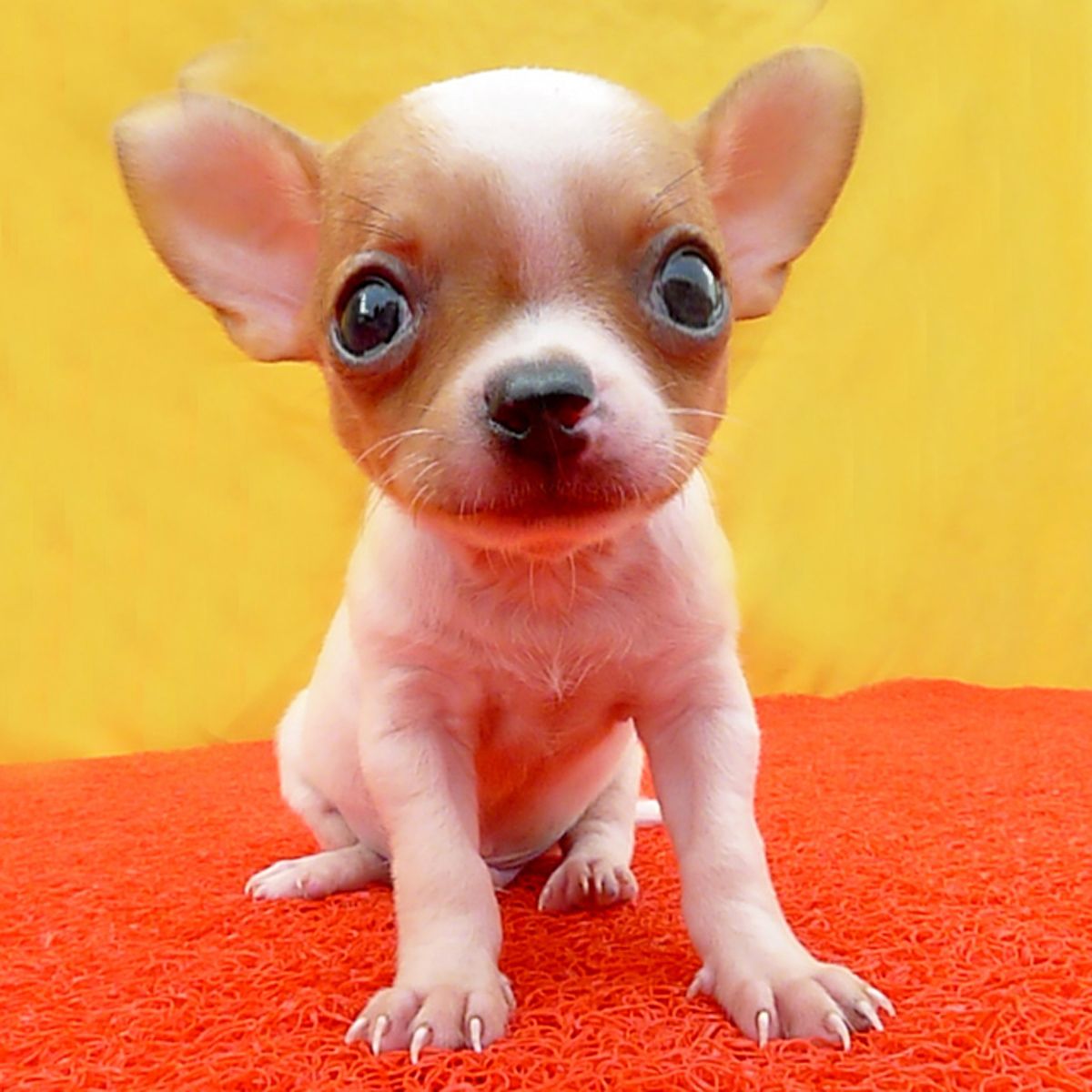 东莞吉娃娃犬一只多少钱 东莞哪里买吉娃娃犬有保障