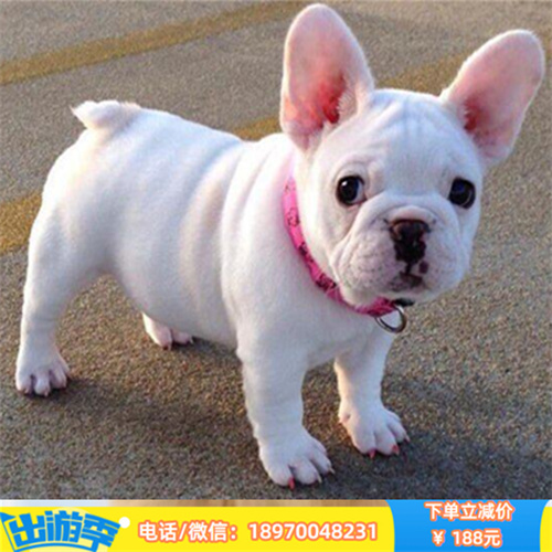 宁波本地养殖纯种吉娃娃出售 吉娃娃幼犬