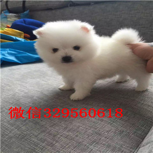 铜陵出售哈多利球体博美博美多少钱一只高品质博美