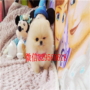 杭州出售小体博美长不大的茶杯犬包纯种健康