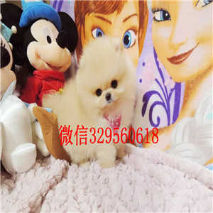 濮阳哪里能买到博美幼犬博美价格包纯种健康