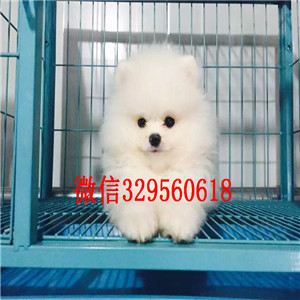 杭州哪里能买到白色博美博美价格包纯种健康