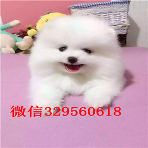 萍乡哪里有卖纯种博美双血统博美高品质博美