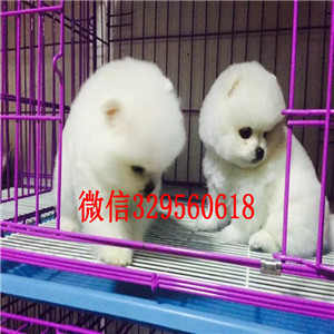 岳阳哪里能买到博美俊介犬博美多少钱一只高品质博美