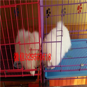 沙坪坝哪里能买到博美俊介犬长不大的茶杯犬高