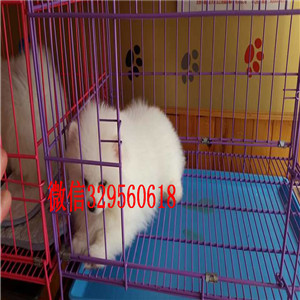 牡丹江哪里有卖哈多利球体博美博美多少钱一只