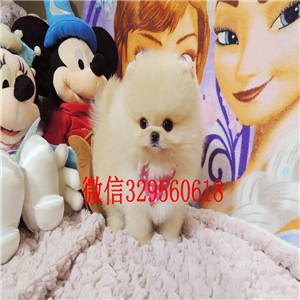 濮阳哪里能买到博美幼犬博美价格包纯种健康