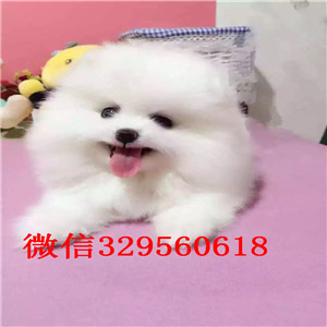 聊城出售小体博美黄色博美包纯种健康