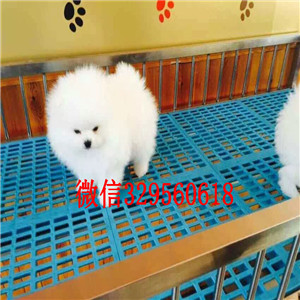 咸宁哪里能买到聪明可爱的博美博美多少钱一只高品质博美