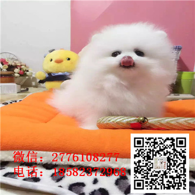 南昌哪里有卖俊介犬 茶杯长不大俊介 网红俊介