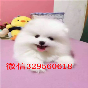 聊城出售小体博美黄色博美包纯种健康