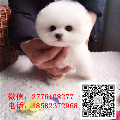 黄山哪里有卖俊介犬 茶杯长不大俊介 网红俊介