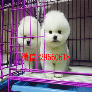 岳阳哪里能买到博美俊介犬博美多少钱一只高品质博美