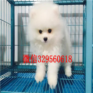 杭州哪里能买到白色博美博美价格包纯种健康