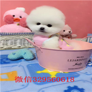  衡阳哪里有俊介犬出售 俊介小狗哪里的纯种健