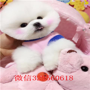 厦门哪里有卖纯种俊介 俊介多少钱 白色俊介犬