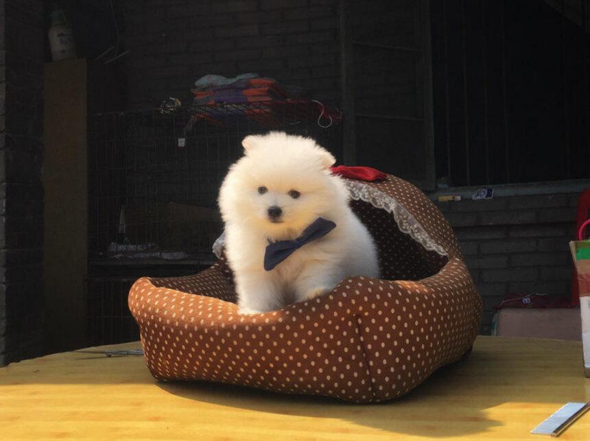 厦门哪里有卖家养俊介犬 厦门哪里买家养俊介