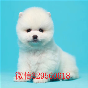 福州哪里卖俊介犬 纯种俊介多少钱一只 白色俊