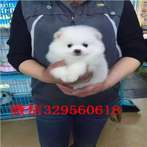 东丽茶杯狗博美俊介犬哈多利球体博美博美价格纯种球体博美价格