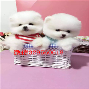 河西茶杯狗博美俊介犬出售纯种博美犬茶杯博美犬大概多少钱纯种球体博美价格