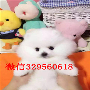 东丽茶杯狗博美俊介犬哈多利球体博美博美价格纯种球体博美价格