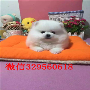 西青茶杯狗博美俊介犬犬舍直销纯正博美犬茶杯