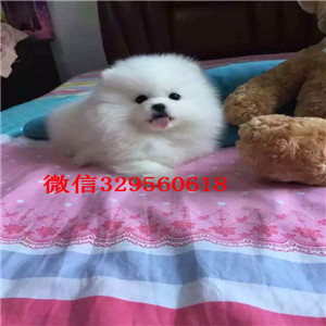 内江茶杯狗博美俊介犬出售纯种博美犬博美图片哪里能买到博美