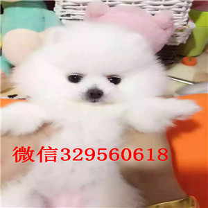 吉林哪里有专业繁育泰迪幼犬 苹果脸娃娃头 包健康