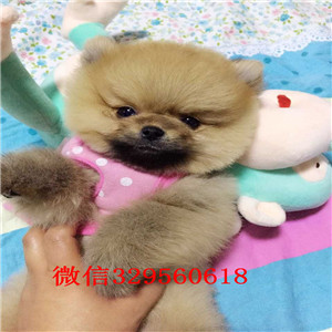 临夏茶杯狗博美俊介犬纯种博美幼犬俊介博美纯