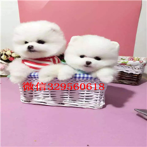 齐齐哈尔哪里有专业繁育泰迪幼犬 苹果脸娃娃