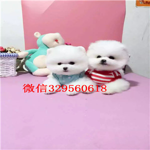 泸州哪里有卖纯种博美黄色博美出售博美狗场茶