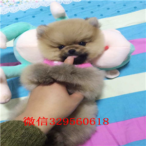 无锡哪里有卖纯种博美小体博美哪里有卖俊介犬