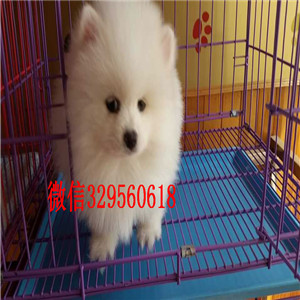 聊城出售纯种博美犬小体博美哪里有卖俊介犬茶杯博美 白色博美