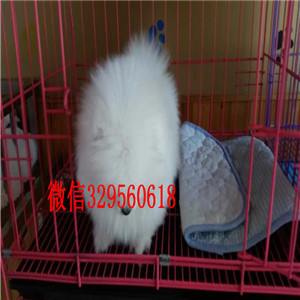 武汉茶杯狗博美俊介犬纯种博美幼犬博美图片哪