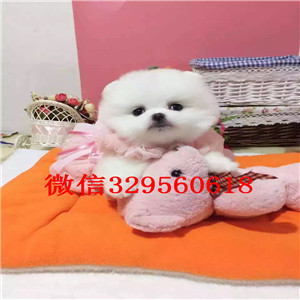 铜梁茶杯狗博美俊介犬出售纯种博美犬博美图片纯种球体博美价格