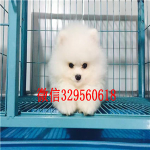 江津出售纯种博美犬小体博美哪里有卖俊介犬长不大的茶杯博美犬