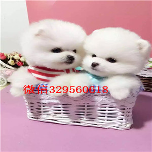 西安茶杯狗博美俊介犬出售纯种博美犬俊介博美