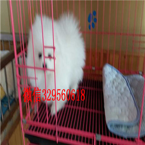 黄石茶杯狗博美俊介犬哈多利球体博美博美价格