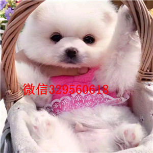 哈尔滨哪里有专业繁育泰迪幼犬 苹果脸娃娃头 包健康