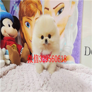 襄樊茶杯狗博美俊介犬犬舍直销纯正博美犬极品哈多利版博美犬哪里能买到博美