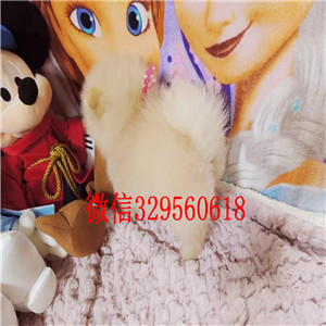 襄樊茶杯狗博美俊介犬犬舍直销纯正博美犬极品哈多利版博美犬哪里能买到博美