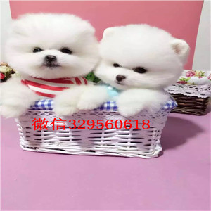 哈尔滨哪里有专业繁育泰迪幼犬 苹果脸娃娃头 包健康